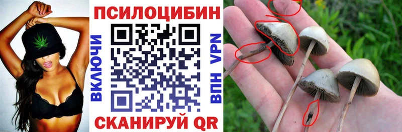 кракен зеркало  Егорьевск  Галлюциногенные грибы Psilocybine cubensis 